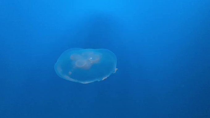 I want to watch jellyfish the rest of my life #nationalaquarium https://t.co/alookmjwhh