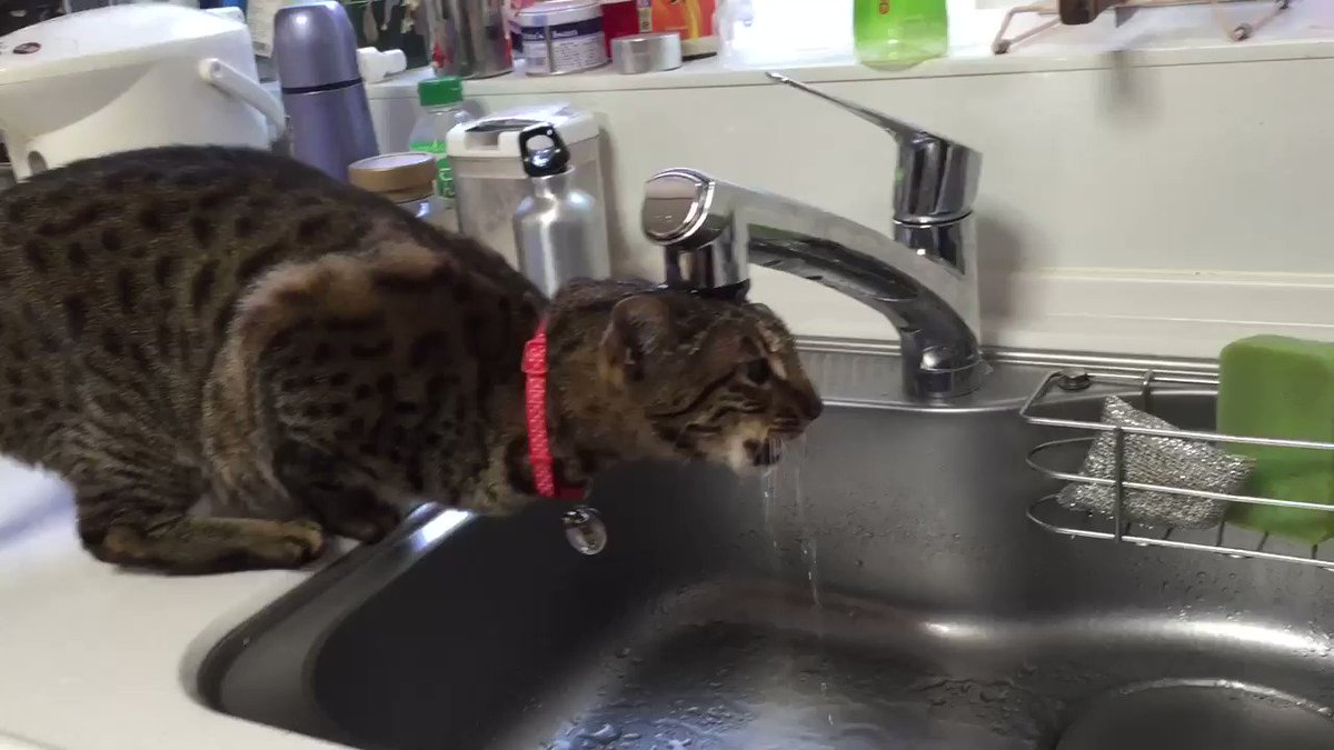 ネコらしい行動！？あのーぜんぜん飲めてませんよ？w