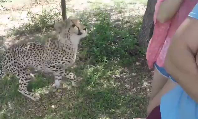 Horrifying moment cheetah mauls a terrified Chinese tourist at big cat reserve http://dailym.ai/2oxrA90