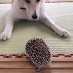 謎の攻防戦ｗびびり犬とマイペースはりねずみがかわいいw