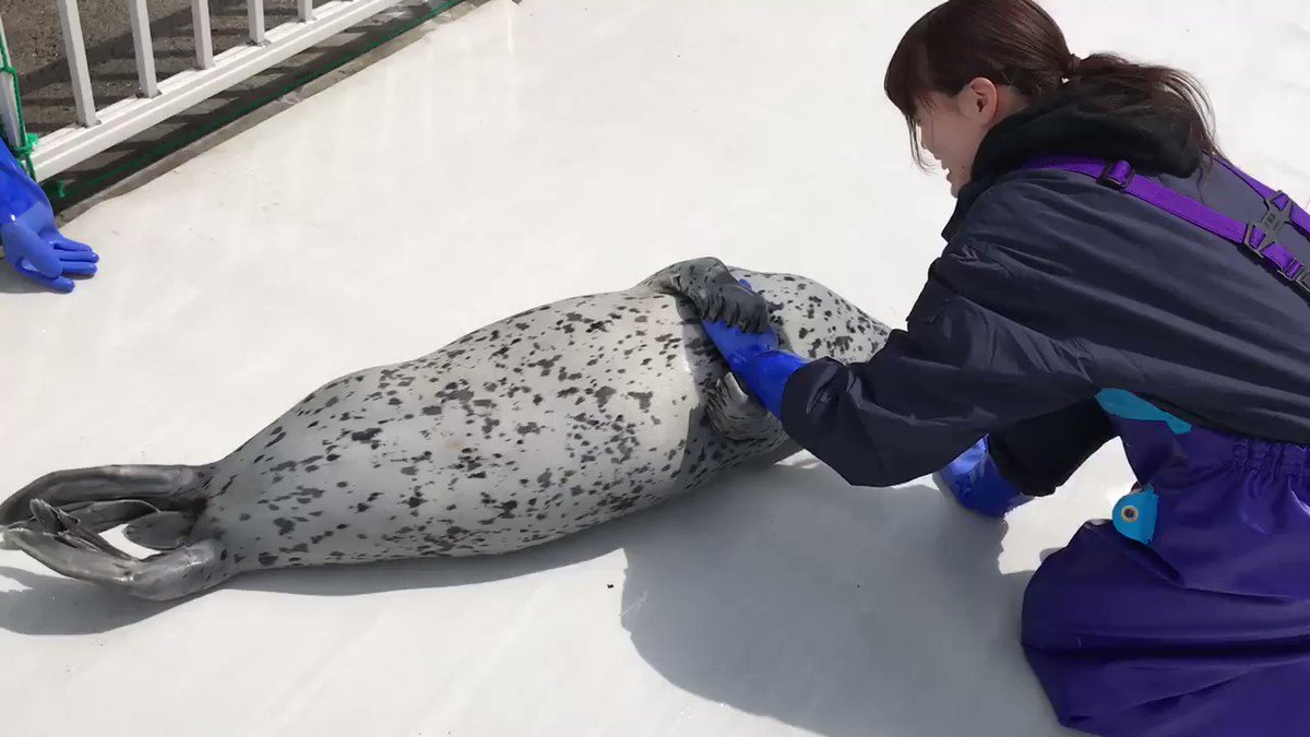 かっ。。可愛いｗｗ手を掴もうとするけどスカしちゃうアザラシが堪らないｗｗｗ