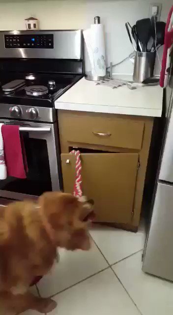 This video gets me everytime 😂😂