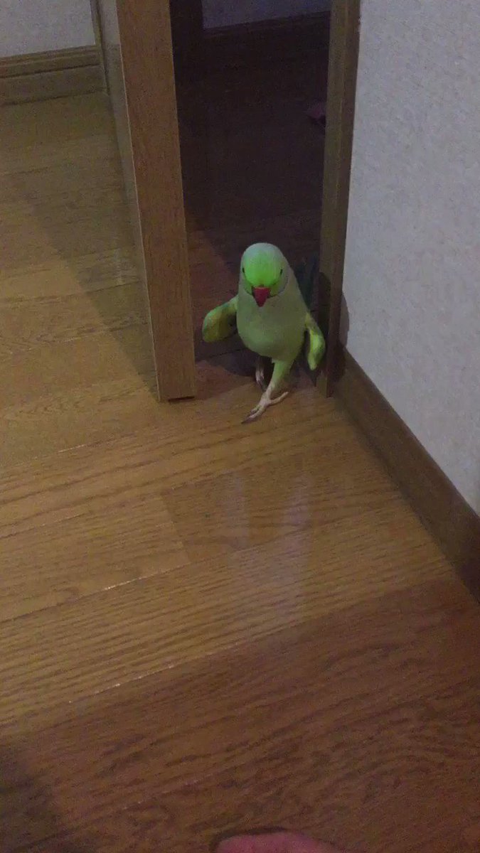 ここは舞台かな？モデルウォークするインコがかわかっこいいｗｗｗ