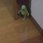 ここは舞台かな？モデルウォークするインコがかわかっこいい!