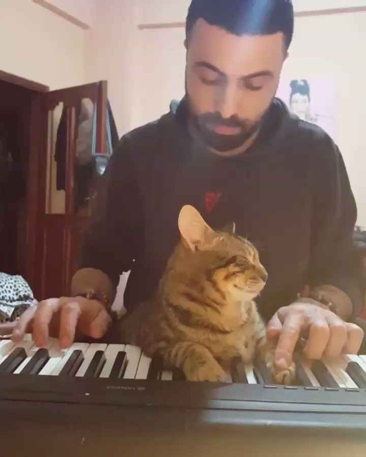 This Amazing Cat Plays Piano Better Than You Ever Could