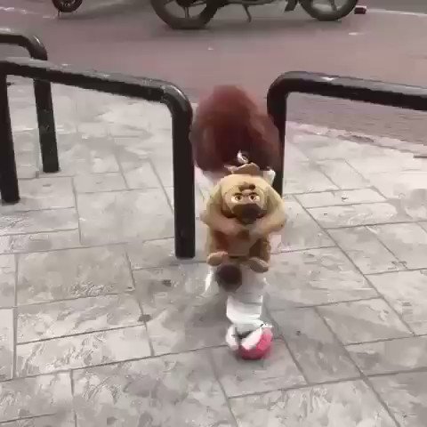 めっちゃ可愛い子供がいると思ったら犬だったけど激かわ 話題の画像プラス
