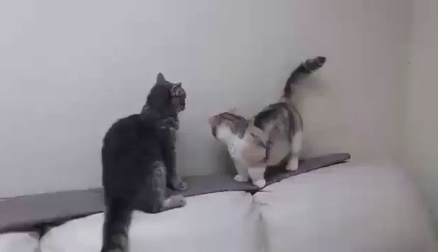 短足は不利か⁉猫同士の壮絶な対決の結果は果たして⁉