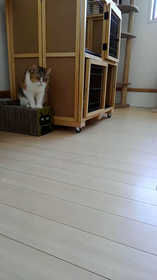 Follow 猫カフェnyaon S Nekocafenyaon1 Latest Tweets Twitter Follow 猫カフェnyaon S Nekocafenyaon1 Latest Tweets Twitter