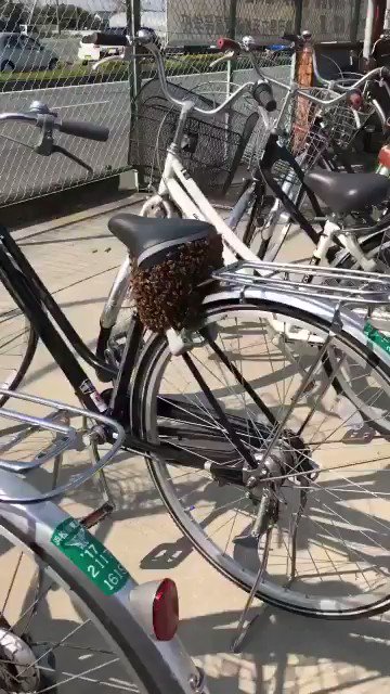 なぜここに？学校から帰ろうとしたら授業してる間に蜂の巣できてた