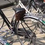 なぜここに？学校から帰ろうとしたら授業してる間に蜂の巣できてた