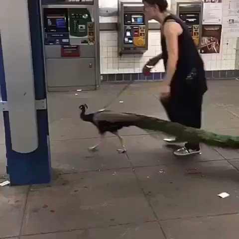 Resultado de imagen para pictures of woman walking peacock in subway
