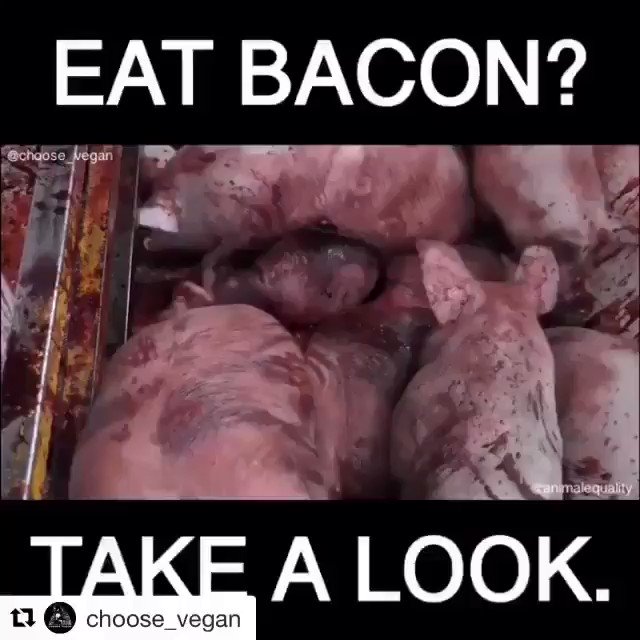 This is REALITY for 100 Billion animals a year!!! You think it's wrong? Stop paying for it, go VEGAN