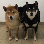 これが本当のケルベロス？柴犬と柴犬の間に挟まれた柴犬!