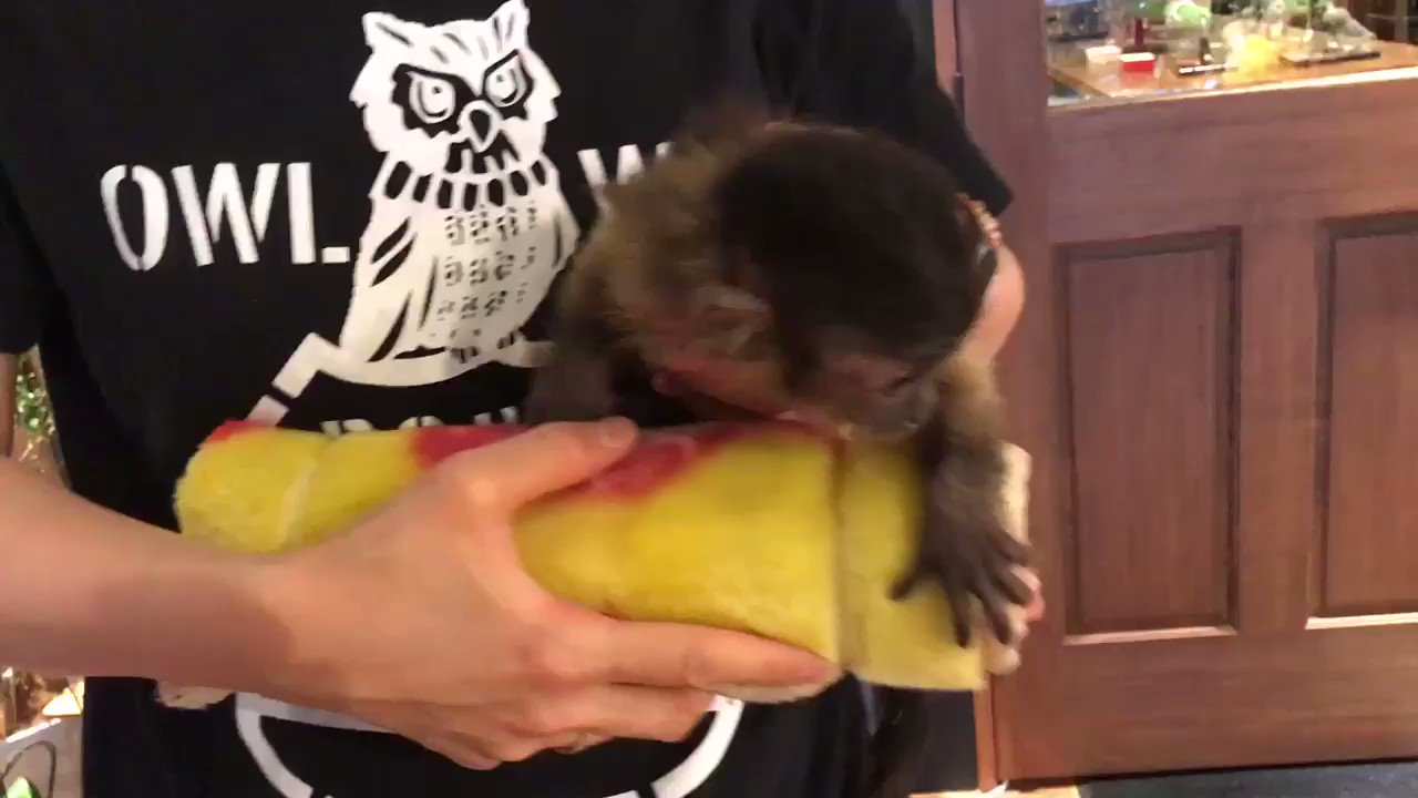 エキゾチックアニマル販売 Owl Wan アウルワン 純血フサオマキザルのbaby入荷です 霊長類最高の賢さを誇るチンパンジーと匹敵するため介護ザルとしても有名です ベタ慣れっ子で超可愛いです フサオマキザル 猿 大阪府寝屋川市 ふくろう販売
