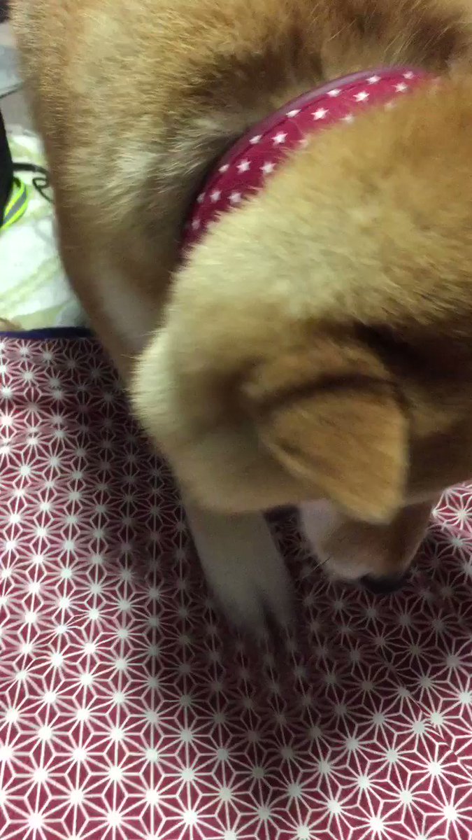 柴犬ハナ ヤダヤダヤダヤダ