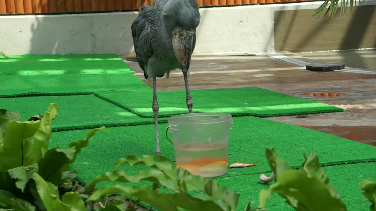 掛川花鳥園のハシビロコウ「ふたば」さんが餌の魚を食べようとしてるけど上手に食べられない様子、何回も挑戦してるのを辛抱強く見てたら最後の最後でマジかよってなりました。