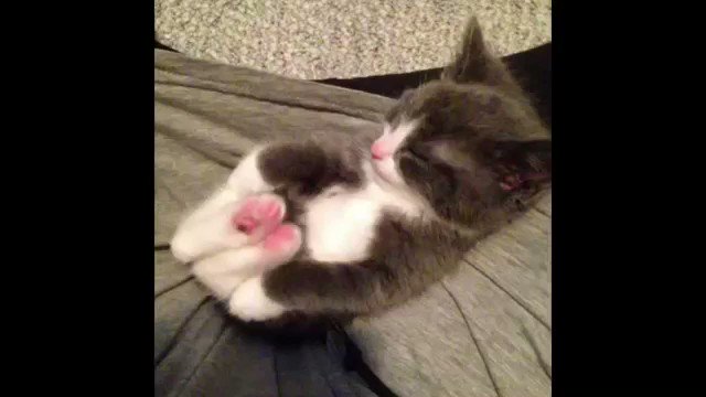 可愛い 癒される 面白い動物動画 画像 Chika Twitter