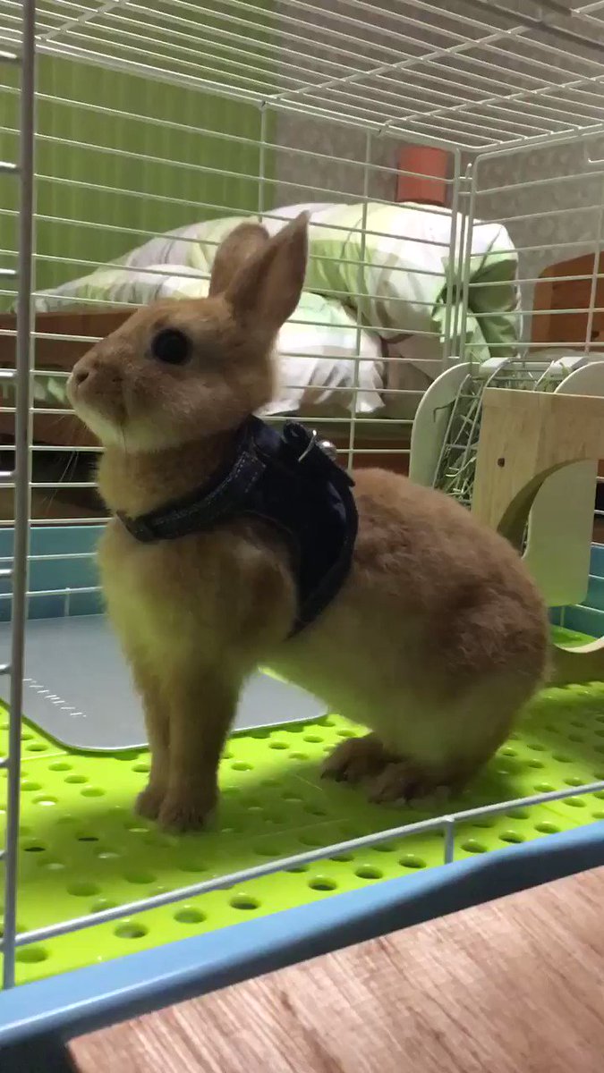 うさぎのスタンピングが止まらない理由や対策法とは 生き物navi うさぎのスタンピングが止まらない理由や対策法とは 生き物navi