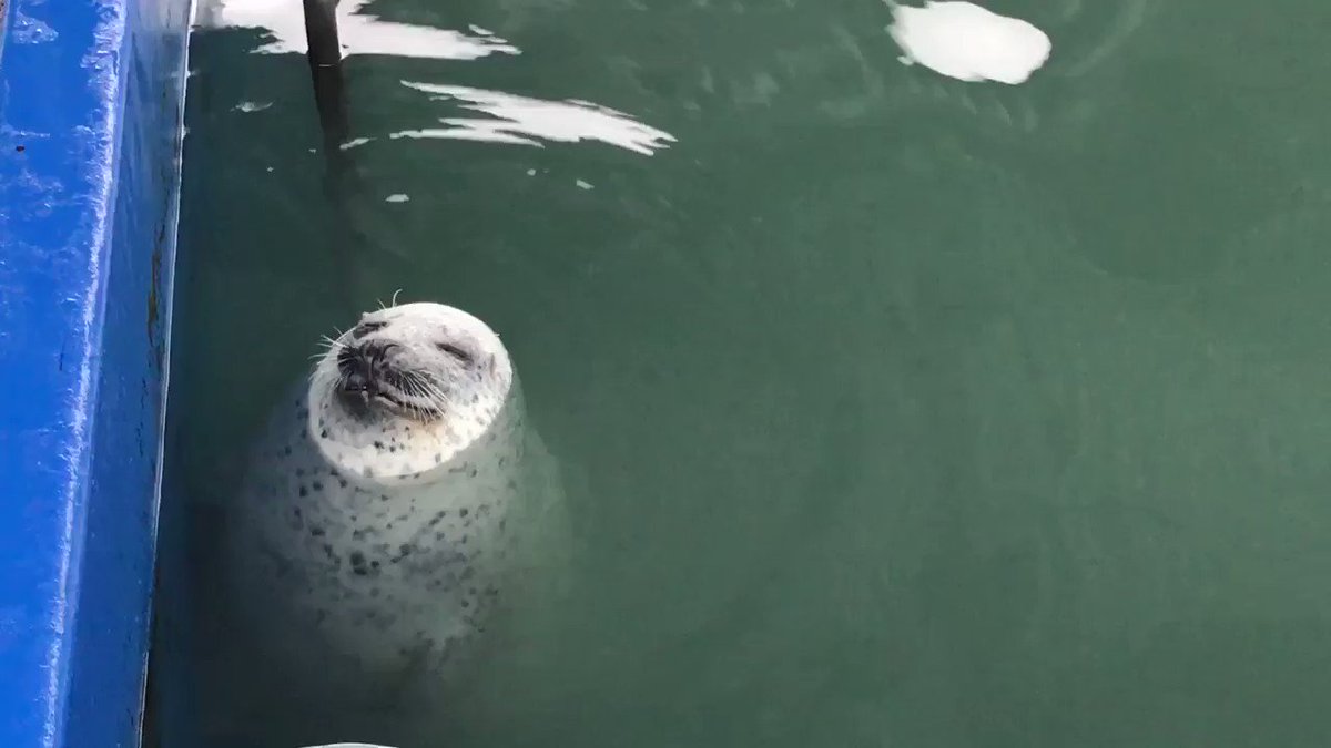壁にぶつかっても起きる気配なし アザラシの顔がかわいすぎ 話題の画像プラス 壁にぶつかっても起きる気配なし アザラシの顔がかわいすぎ 話題の画像プラス