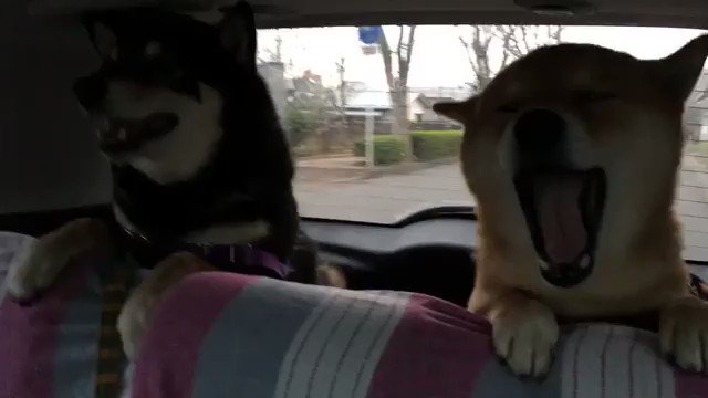 見てて癒される犬画像 動画 Dogvideo Gensen Twitter