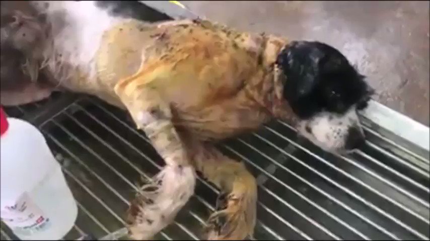 🆘Tortured #Dog Survivors from #YulinDogMeatFestival need help @DalaiLama @BillGates @Oprah @melindagates @FLOTUS @realDonaldTrump @GayleKing