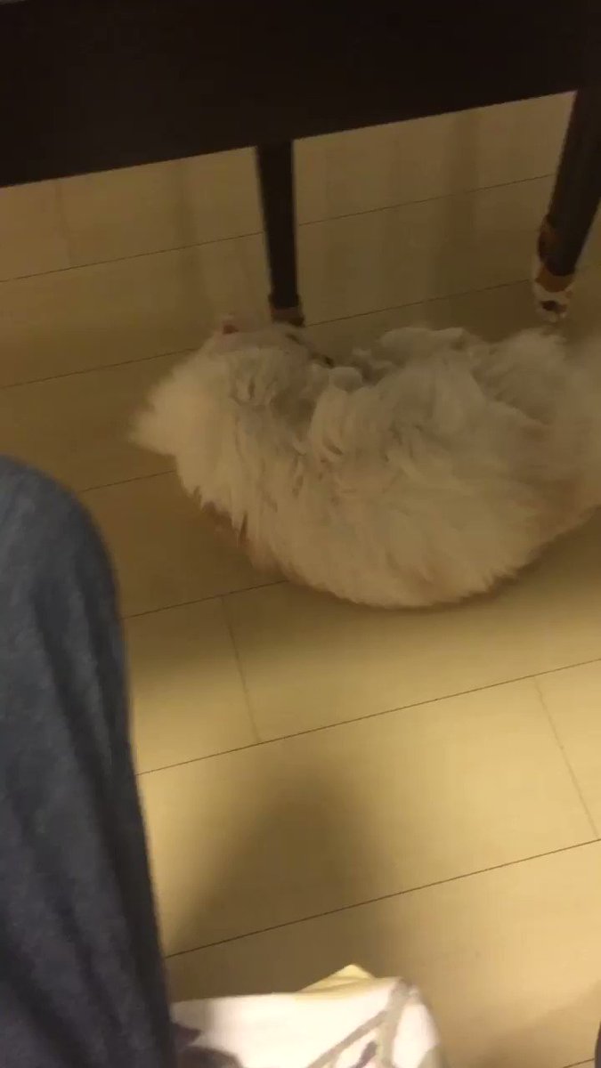 リアクション猫の背後にキュウリを置いたらリアクションデカすぎてこっちがびっくり 話題の画像プラス