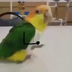 インコに腕をつけたら違和感なくかわいい