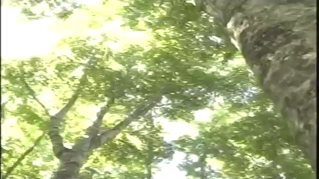 Takai なつかしぃな モリゾー キッコロ 森へいこうよ めっちゃ見とった笑 森であんなことしたかったー 久々にモリコロパーク行きたい T Co Jekwgrwvqv Twitter