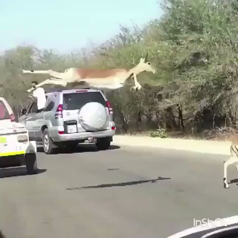 天敵から全力で逃げるインパラたち  