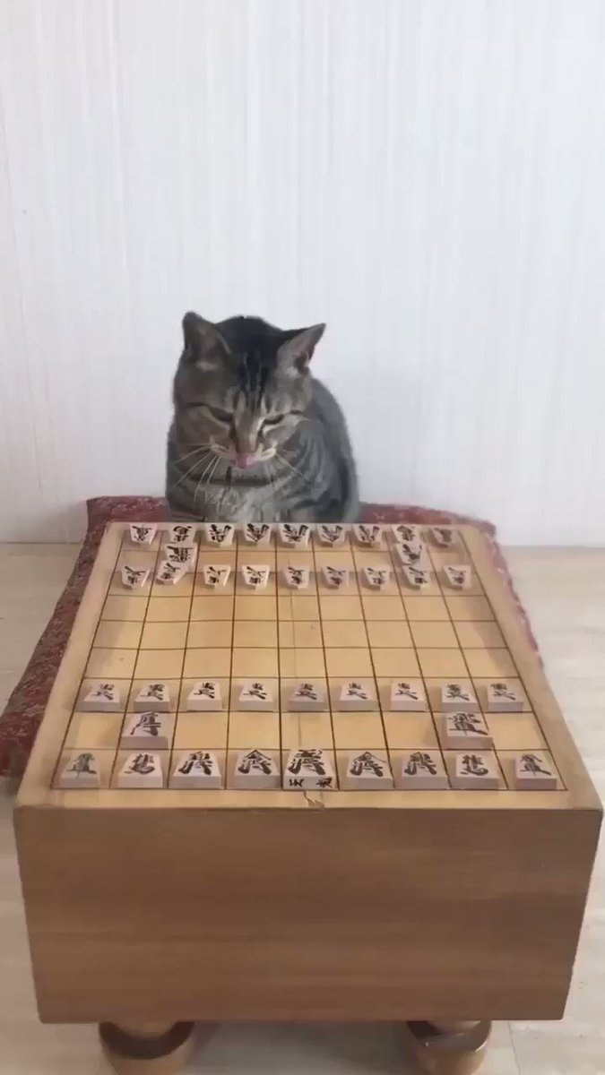 将棋界に新たな新星！？ねこ棋士の滑らかな一手に驚愕ｗｗｗ