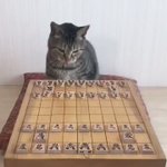 将棋界に新たな新星!？ねこ棋士の滑らかな一手に驚愕!