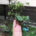 スローモーションで虫を撮るのが話題!飛び立てないカナブンにご注目w