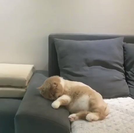 この猫は夢の中で自転車から落ちたのかなww可愛すぎるww