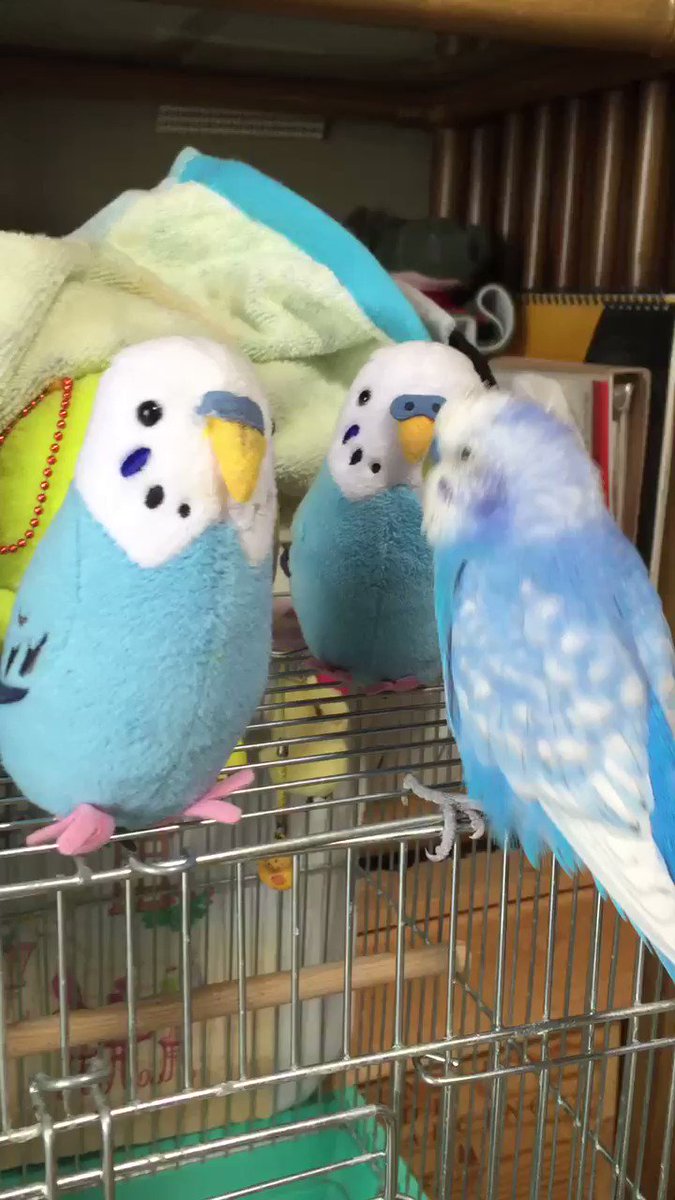 ぬいぐるみのインコの群れを発見し、礼儀正しく愉快な会釈をして馴染もうと努力するインコ