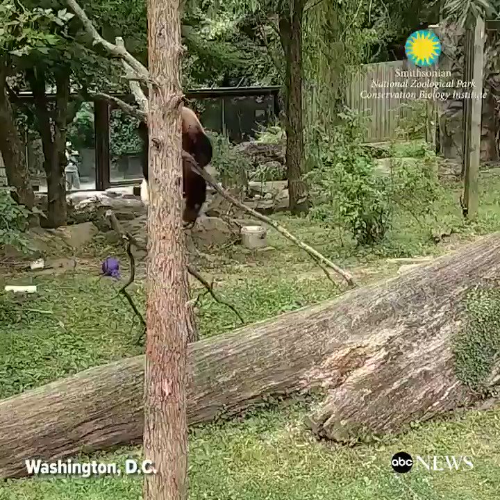 This is how nearly 2-year-old giant panda Bei Bei spends summer Fridays at the Smithsonian National Zoo. http://abcn.ws/2tyRUTn