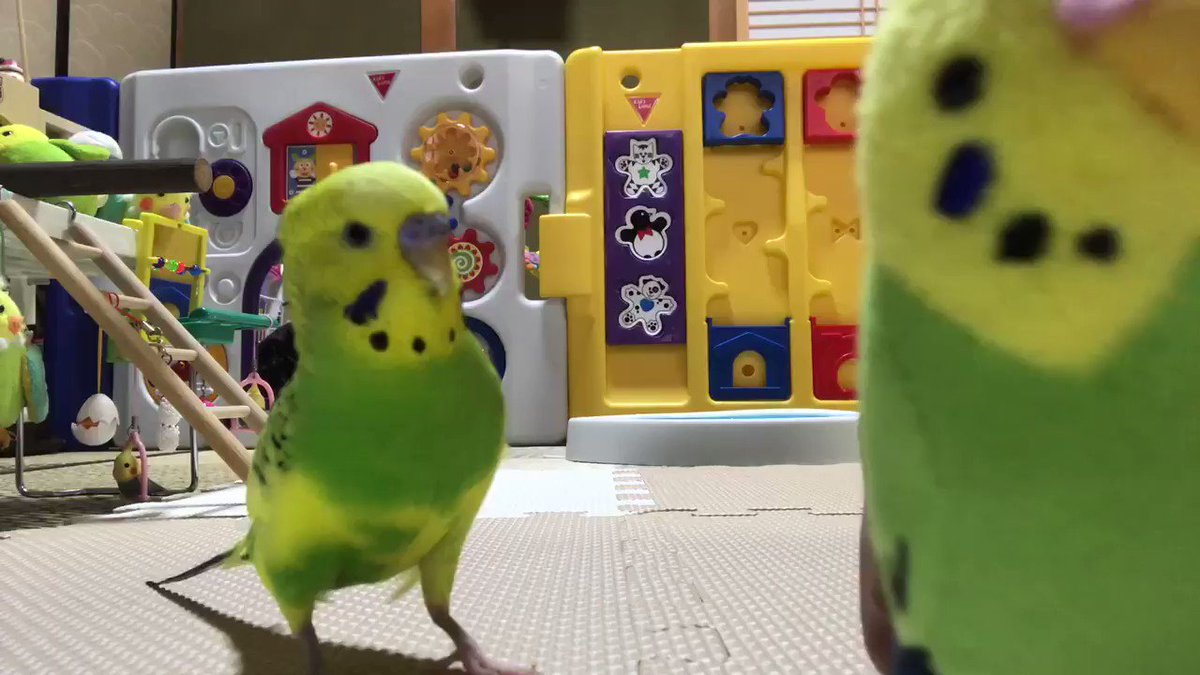 必死な姿がたまらない！話しを聞いてもらうのを絶対に諦めないインコw