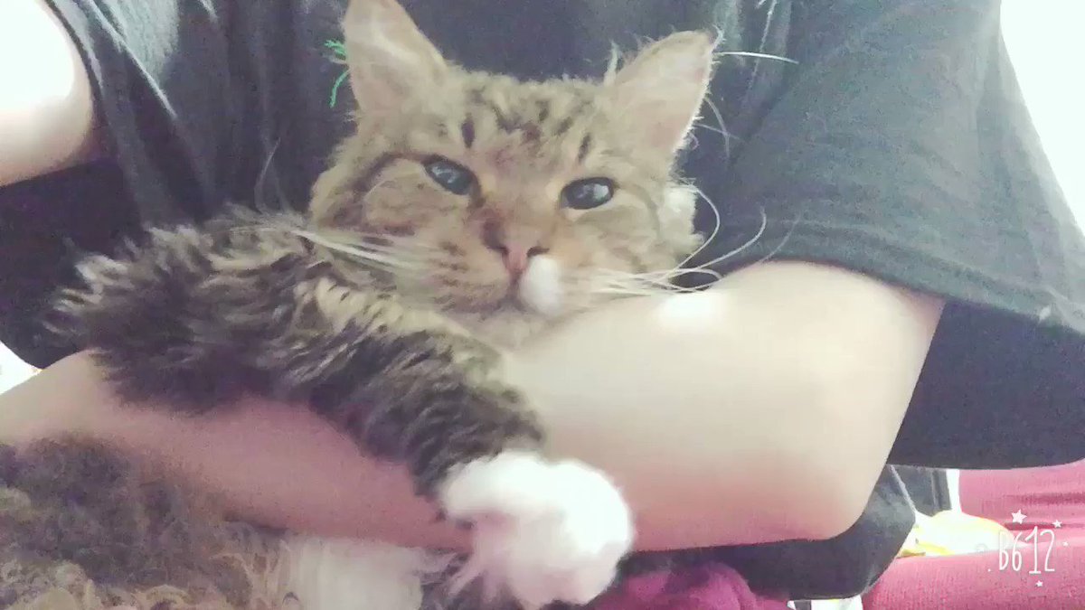 松井玲奈 あ うちの猫です 松井玲奈 あ うちの猫です