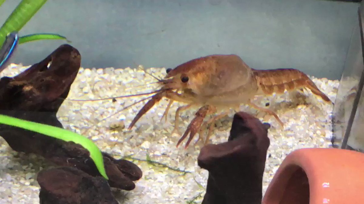 ザリガニがたった今脱皮した