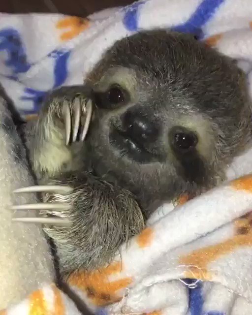 めちゃカワ動物園 ナマケモノの赤ちゃん可愛すぎる T Co Uifl5nju7l Twitter めちゃカワ動物園 ナマケモノの赤ちゃん可愛すぎる T Co Uifl5nju7l Twitter