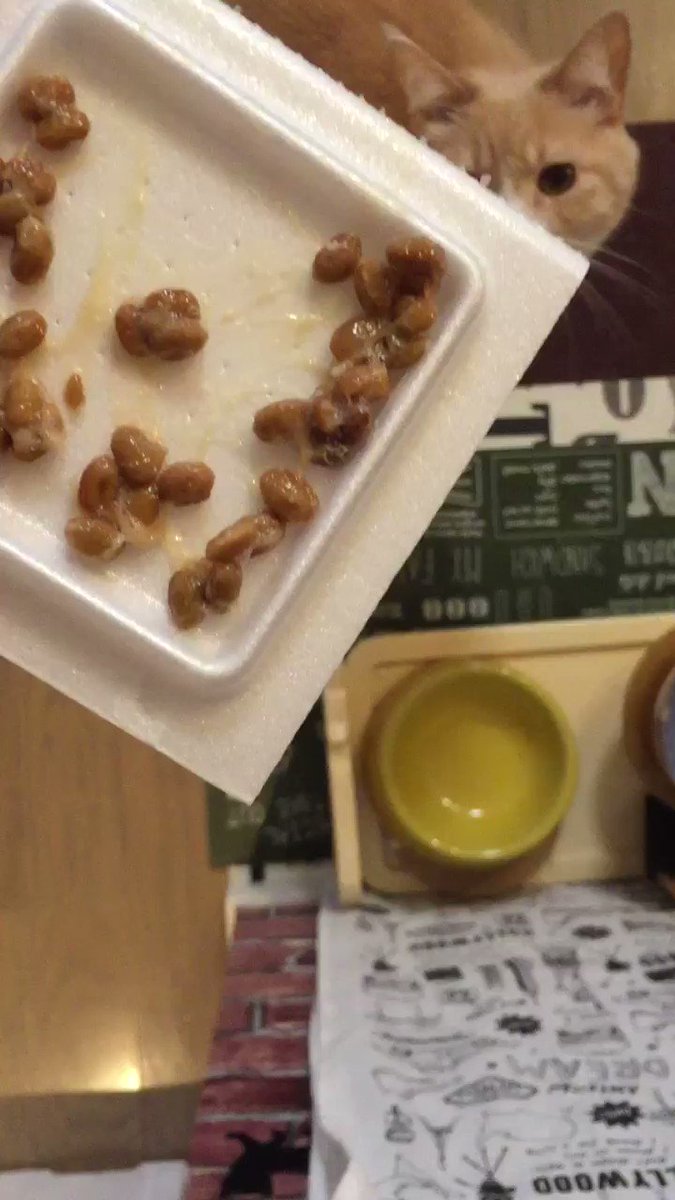 ニャン太桜子🐱 (@nyantacchi) / Posts / X