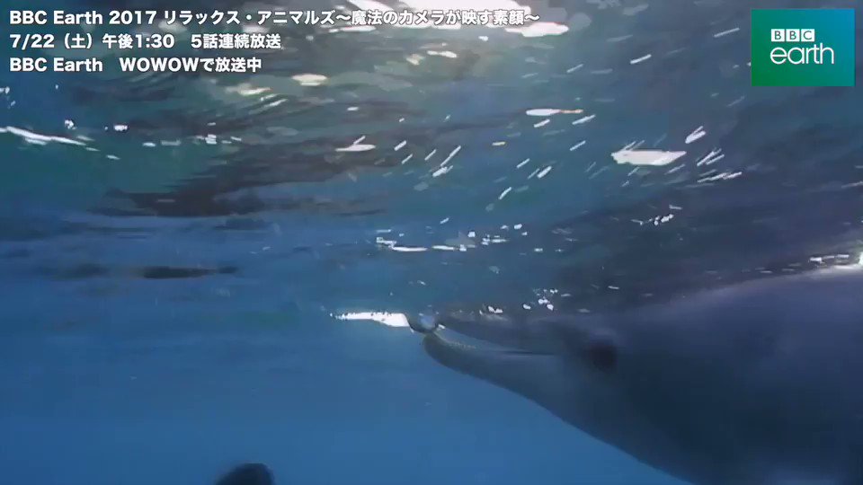 イルカ クラゲで遊ぶ Togetter