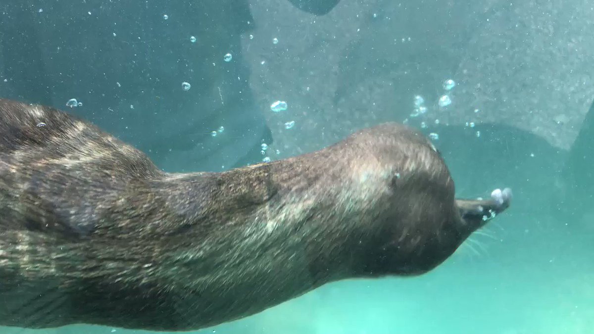水中でぐるぐる回るカワウソ！あまりにも凄すぎる動きに釘付け！