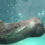 水中でぐるぐる回るカワウソ!あまりにも凄すぎる動きに釘付け!