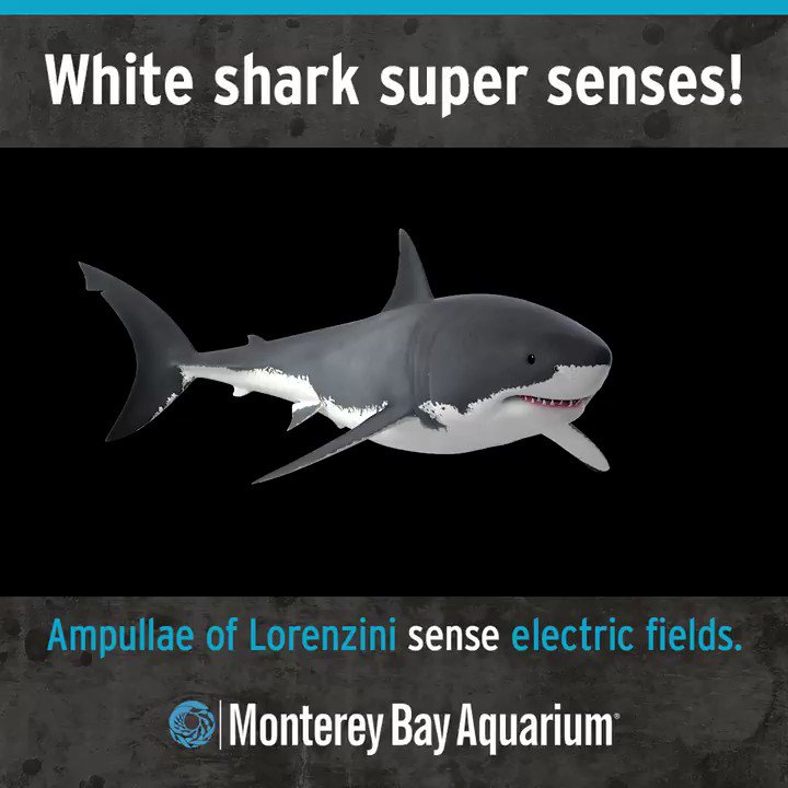 monterey bay aquarium on