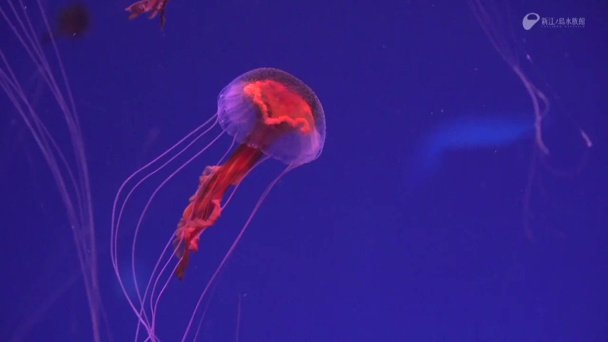 新江ノ島水族館 オキクラゲ がきょうから クラゲファンタジーホール に 他のクラゲとは少し違う 独特の涼しさがあります えのすい 新江ノ島水族館 クラゲ 新江ノ島水族館 オキクラゲ がきょうから クラゲファンタジーホール に 他のクラゲとは少し違う 独特の涼しさがあります えのすい 新江ノ島水族館 クラゲ