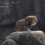 「ガオー」の後の「ニャー」に拍子抜けｗ大きな猫の鳴き声比較がこちらｗ