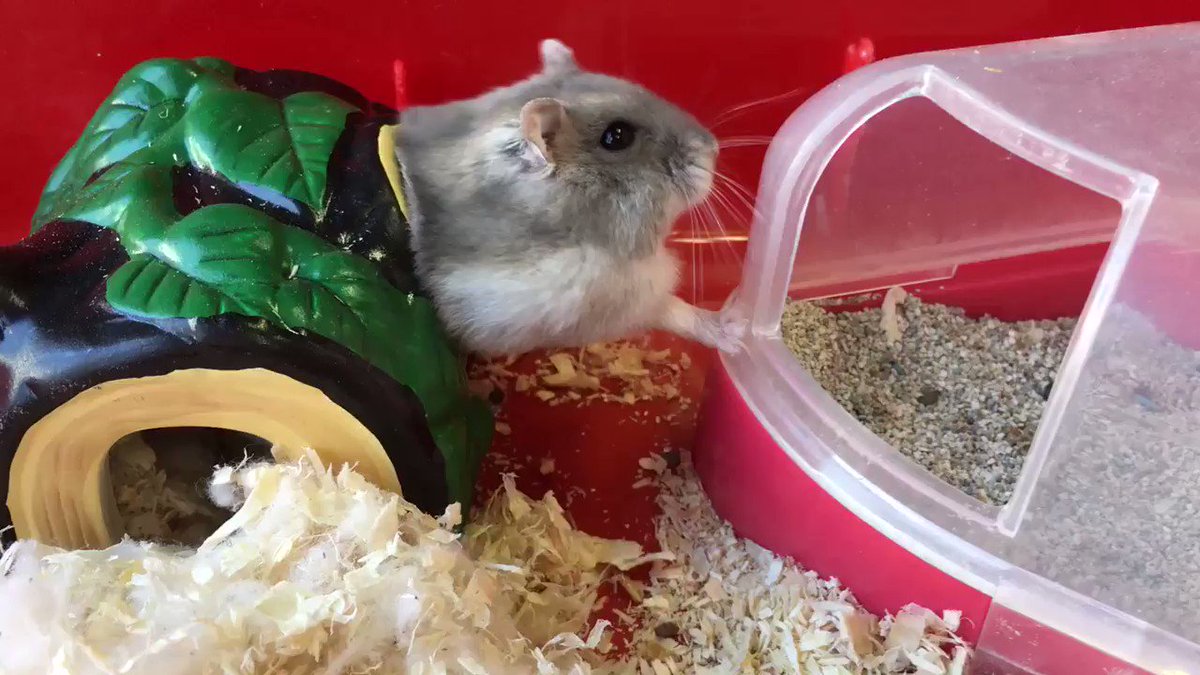 可愛らしいハムスターの姿が衝撃的すぎるwwぎゅうぎゅうになった結果がかわいい