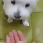 おしゃぶりを吸うわんちゃんが可愛すぎるwみんなこんなに可愛い時期があったよね