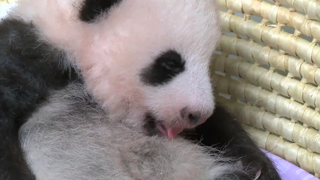 60日齢を迎えた上野動物園の赤ちゃんパンダ パンダ力 ぱんだりょく がアップして死ぬほどかわいくなってる Togetter