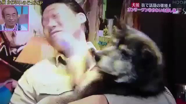 みやぞん同好会 志村どうぶつ園のハイジを知らないみやぞんw 犬にも好かれる 誰にも好かれる みやぞん大好き みやぞん好きな人rt